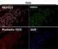 Anti-p16 INK Monoclonal Antibody
